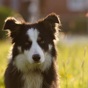825545-border-collie-700810_1920